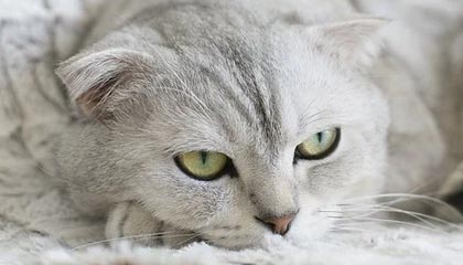 开云体育登录-斯密斯：在战术调整中贡献巨大，带领全黑队迎接新挑战，sime斯密