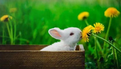 开云体育足球-亚洲跆拳道锦标赛中国队再夺金牌，亚洲跆拳道冠军是谁