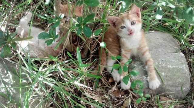 博卡后卫出球被迫频繁回传,博卡的主场是哪个球场