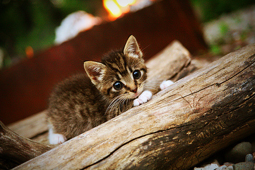 国际乒联混合团体世界杯赛制解读：德国队能否通过规则突破重围？