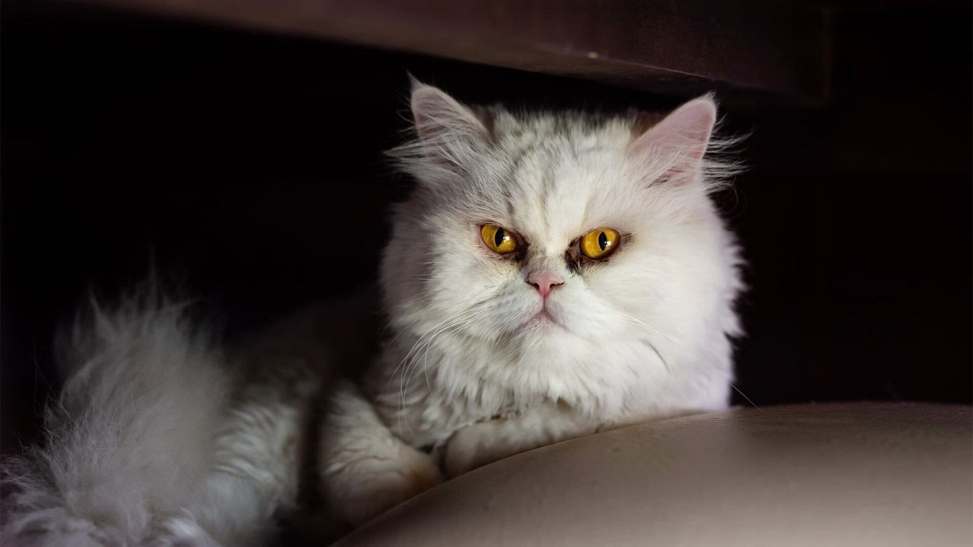 短道速滑训练营侧重技术细节优化,短道速滑基础教学视频