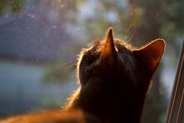 乌克兰足球迎来新希望,年轻球员崭露头角