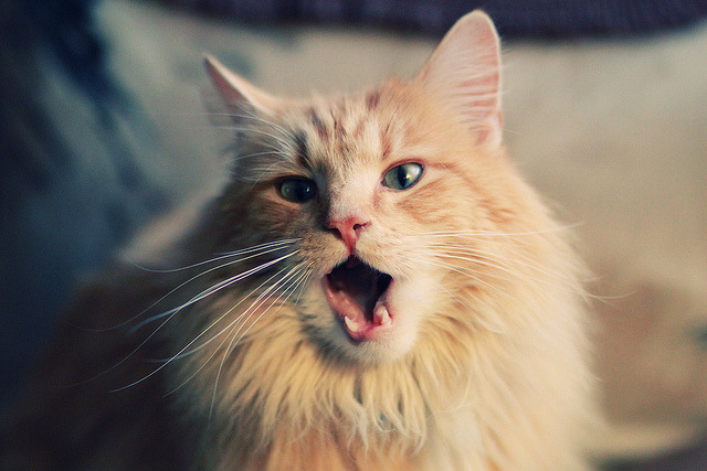 乌拉圭队士气高昂,期待在世界杯上大展宏图