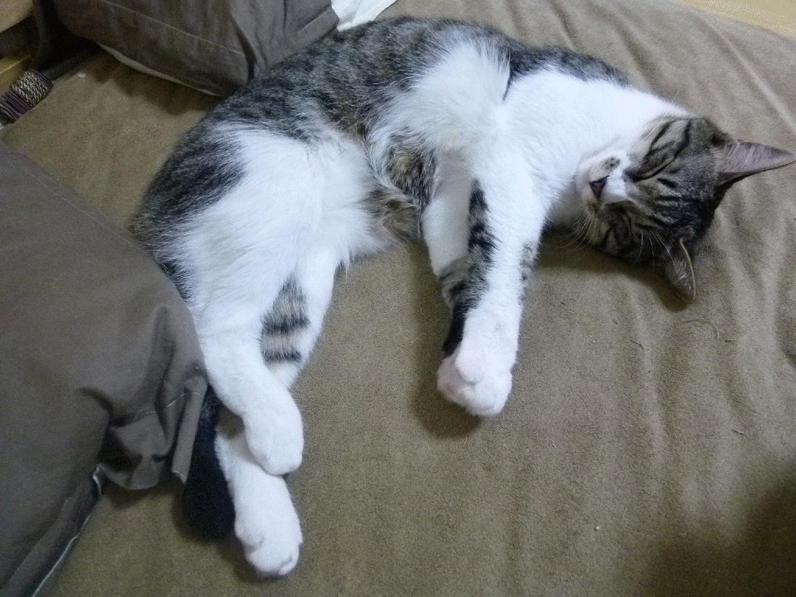 乔治·巴尔:全黑队中场的“核心人物”,每次传球都精准无误,确保进攻威胁不断